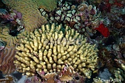 Madracis mirabilis Corail jaune digite-Bonaire Keepsake-16m-20180221-Denis-ADER-DSC_7252_tn